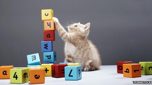 kitten and alphabet blocks