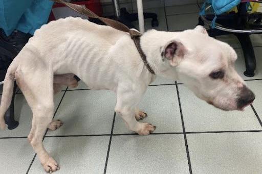 A side-on image of an incredible thin white Staffie dog. His ribs and spine are very prominent. He stands on a white tiled floor with desk chairs visible in the background.