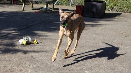 Bentley the dog playing 