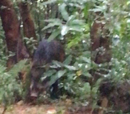 Boar in undergrowth in Hong Kong park