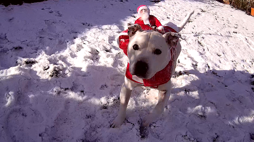 A white Staffie dog stands in the snow, wearing a red coat with a Santa figurine attached to it. He is looking up at the camera.