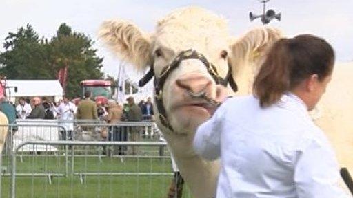Newbury Show