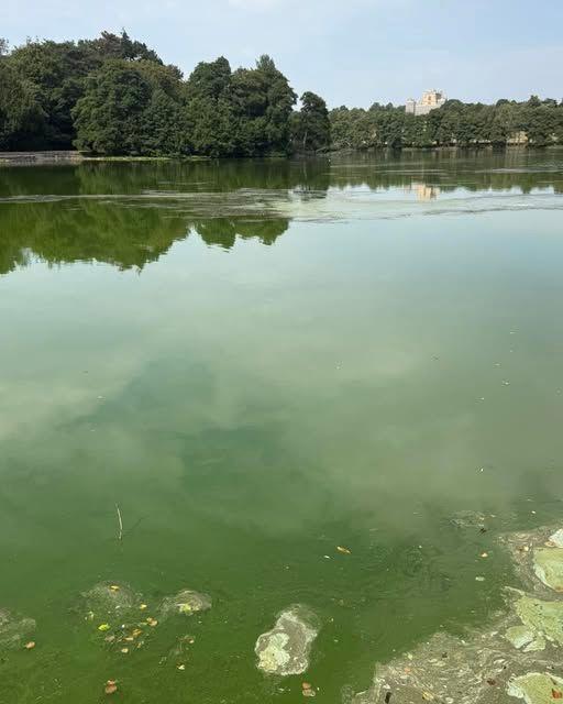 A green coloured lake with a trees and a large white building in the background