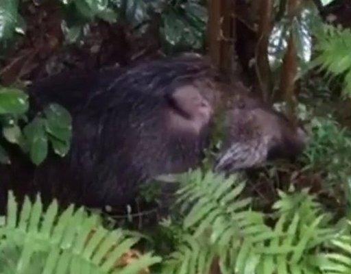 Wild boar in undergrowth in Hong Kong park