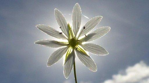 Sun shines behind a flower