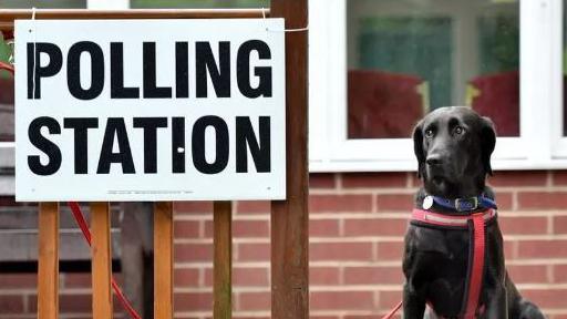 A dog outside a polling station