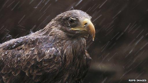 White-tailed sea eagle