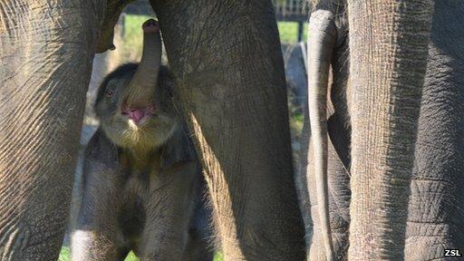 Baby elephant