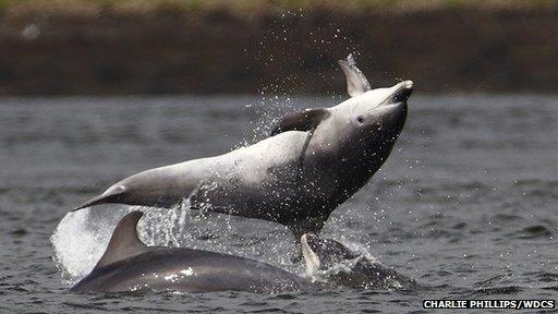 Bottlenose dolphins off South Kessock