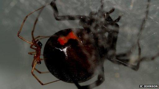 Male and female black widow spiders