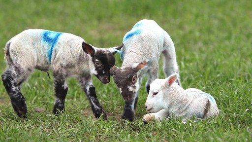 Lambs