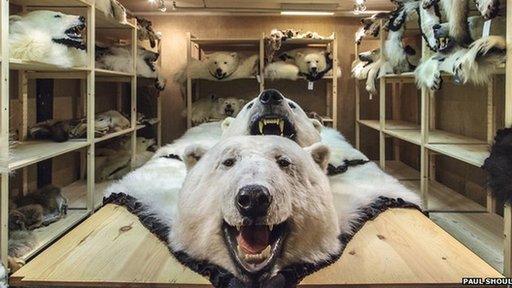 polar bear skins