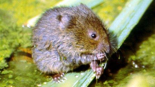 Water vole