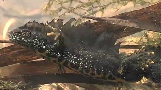 Great crested newt