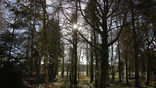 Tregothnan Estate near Truro