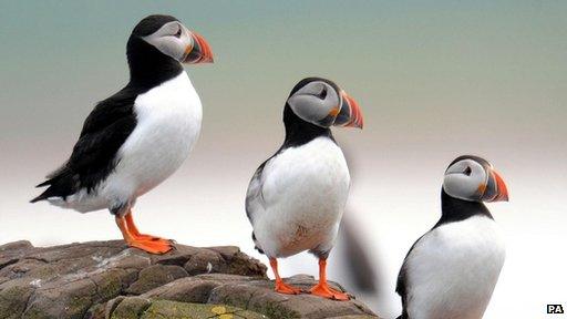 Puffins