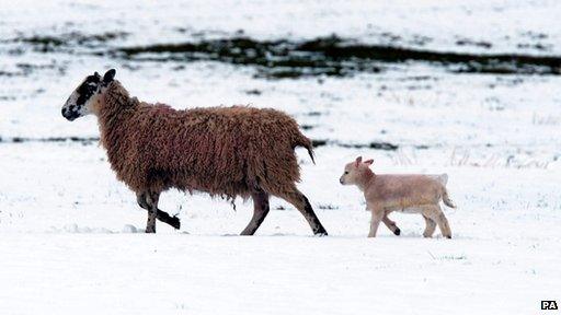 Lamb and sheep in snowy field