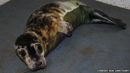 TB-infected seal. Pic: Cornish Seal Sanctuary