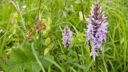 Some of the orchids