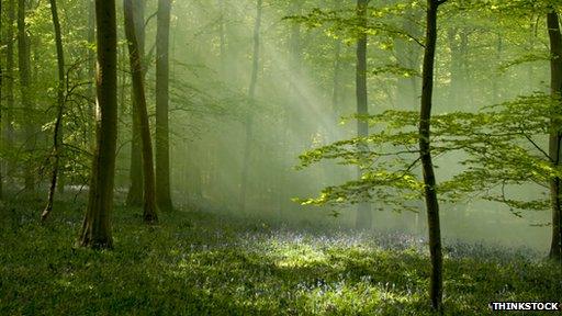 Oak supports a wealth of wildlife