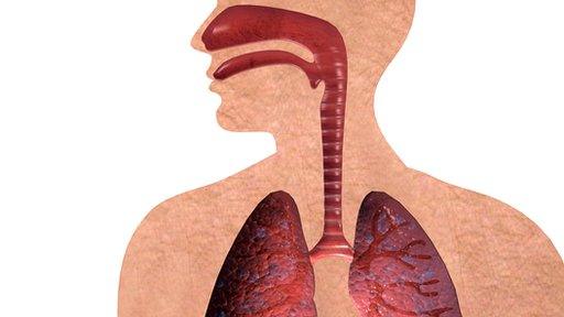 The respiratory system featuring the lungs