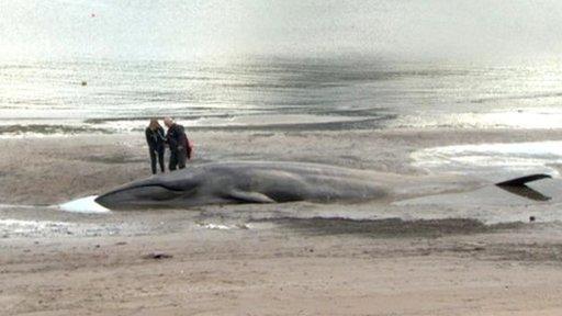 Whale washed up at Red Bay pier