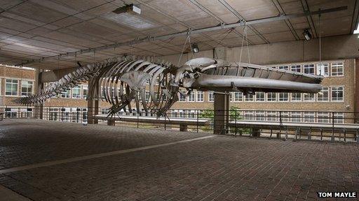 Whale skeleton, Museum of Zoology, Cambridge