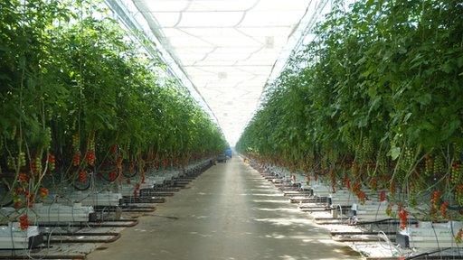 Inside a commercial greenhouse