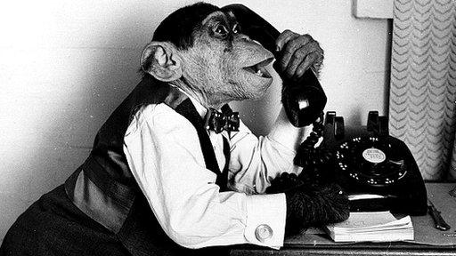 Monkey on phone