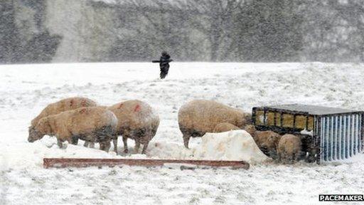 Sheep and lambs feed at trough