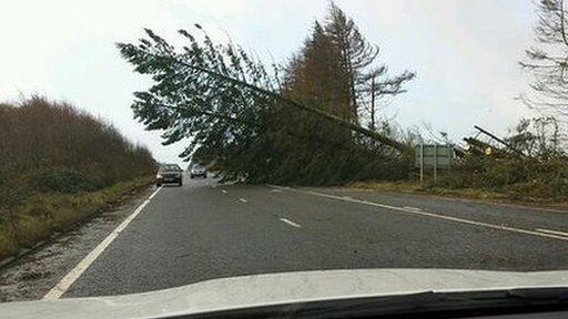 Fallen tree