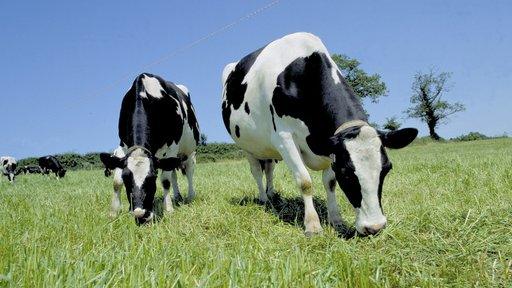 Bovine TB