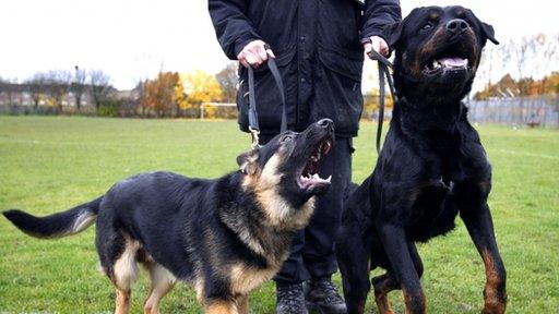 Police dogs