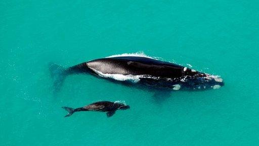 Southern right whale