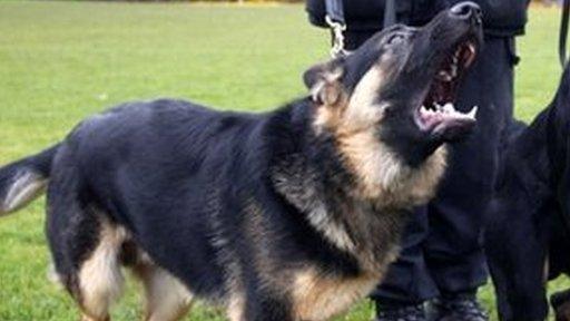 Police dogs