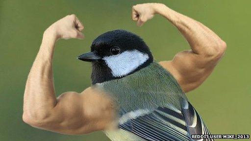 Bird with arms