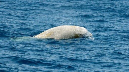 Cuvier's beaked whale