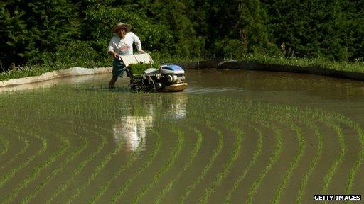 Japanese farmer plants rice seed using a rice transplanter at Tawa rice terrace