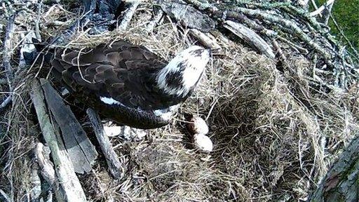 Osprey nest