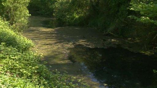 Basingstoke canal algae