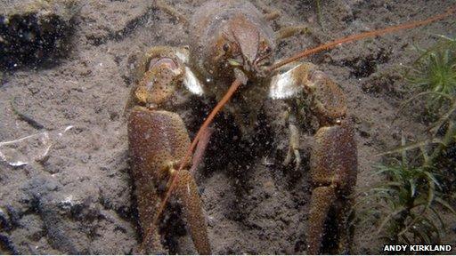 White-clawed crayfish