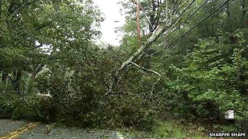 Fallen tree