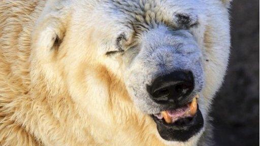 Polar bear in Argentina Zoo, said to be depressed