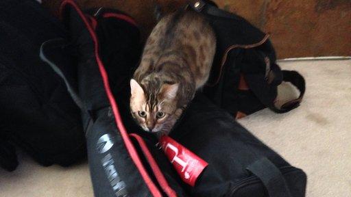 cat in camera bag