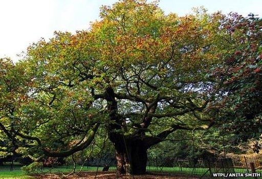 Allerton Oak, Merseyside