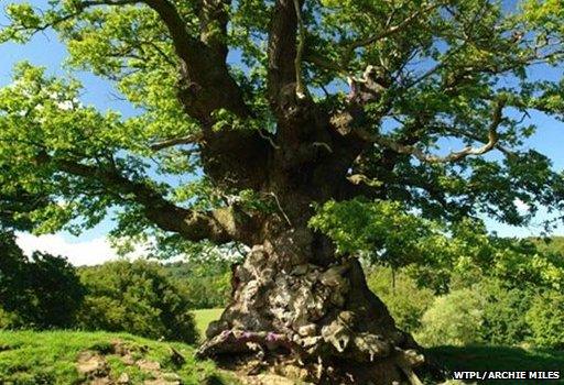 Whiteleaved Oak, Herefordshire