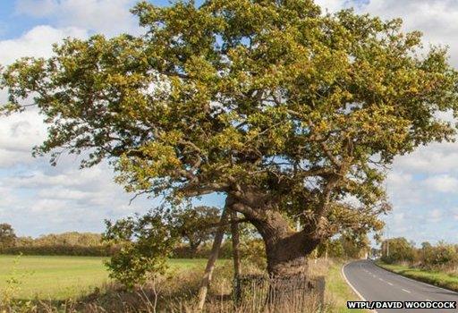 Kett's Oak, Norfolk