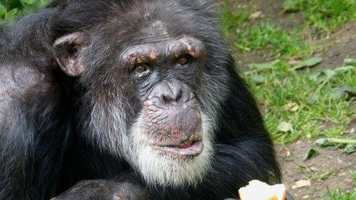 One of the Edinburgh chimpanzees