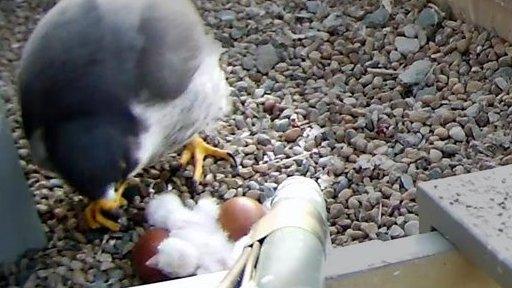 Tercel feeds chick in Norwich Cathedral nest