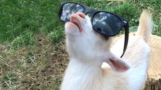 Lewis Hamilton tweeted a picture of a goat